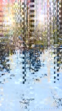 La Cabane à Sy-Ro photo 1