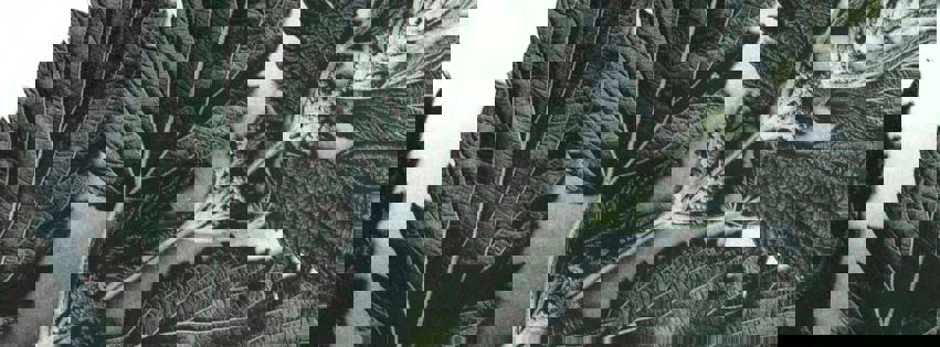 Café des orties photo 1