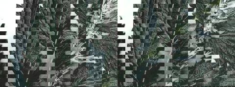 Café des orties photo 1