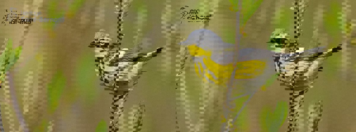 Café de l'île photo 1