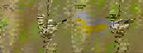 Café de l'île photo 1