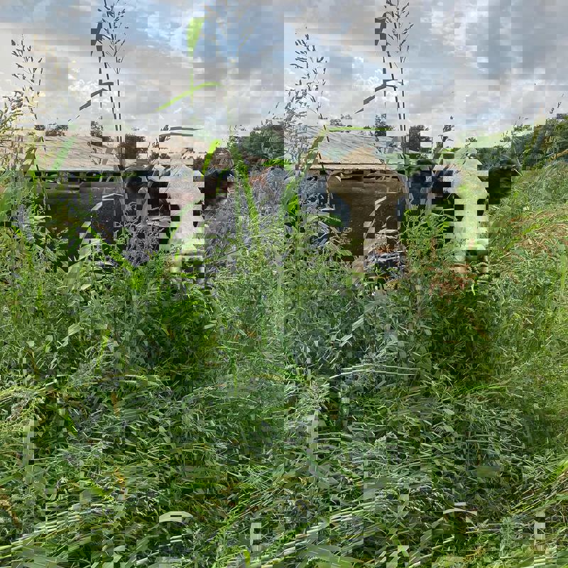 Steiner Farm photo 1