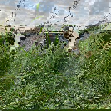 Steiner Farm photo 1