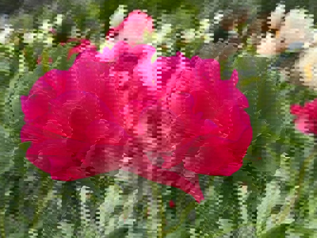 Bistro Le Nectar photo 1