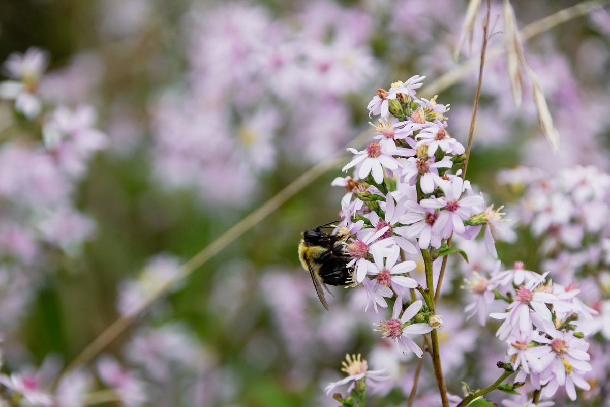 Café des Amis - Pavillon du Lac-aux-Castors photo 1