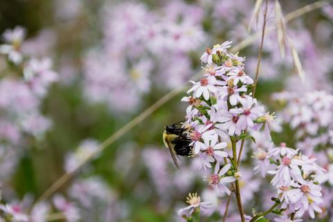 Café des Amis - Pavillon du Lac-aux-Castors photo 1
