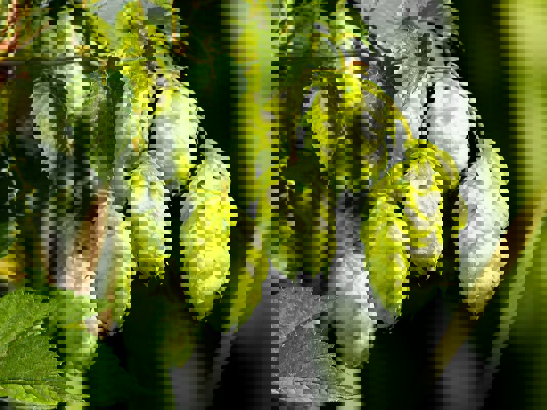 Barbe Broue Microbrasserie photo 1