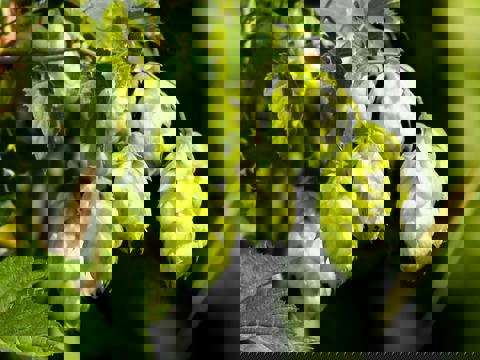 Barbe Broue Microbrasserie photo 1