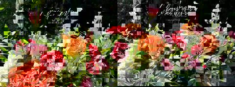 Fleuriste à la Boîte à Fleurs de Laval photo 1