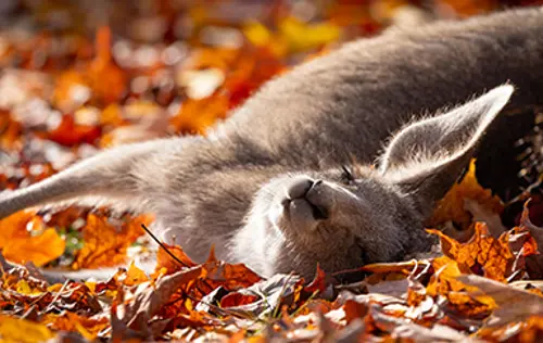 Image promotion L'Émulsion - Restaurant