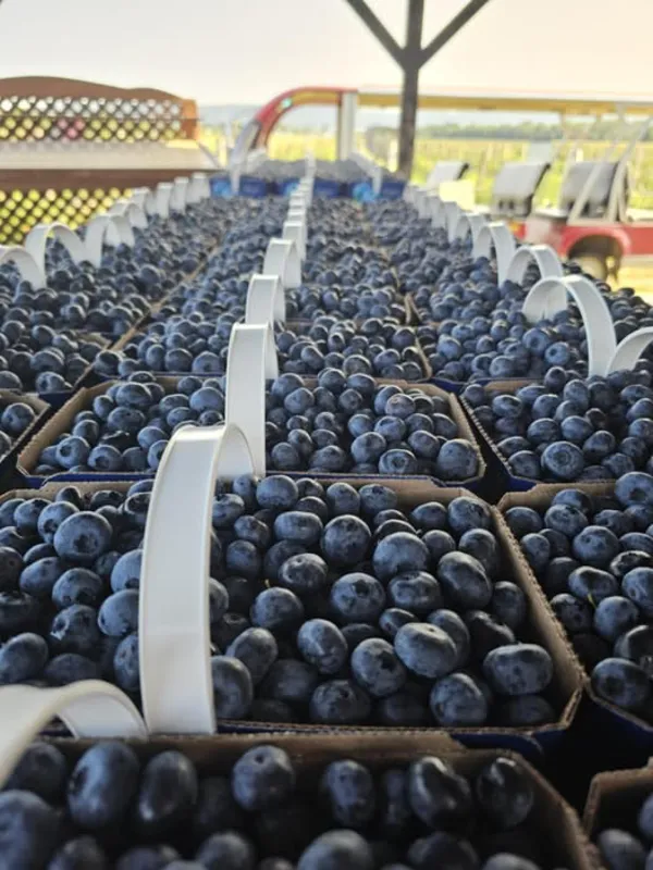 Image promotion La Vallée de la Framboise Inc.